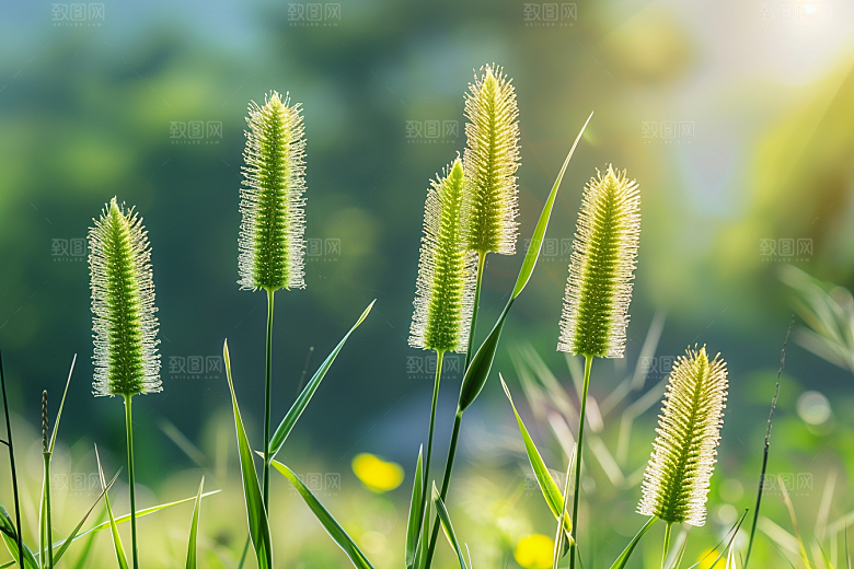 狗尾巴草青草绿草摄影图