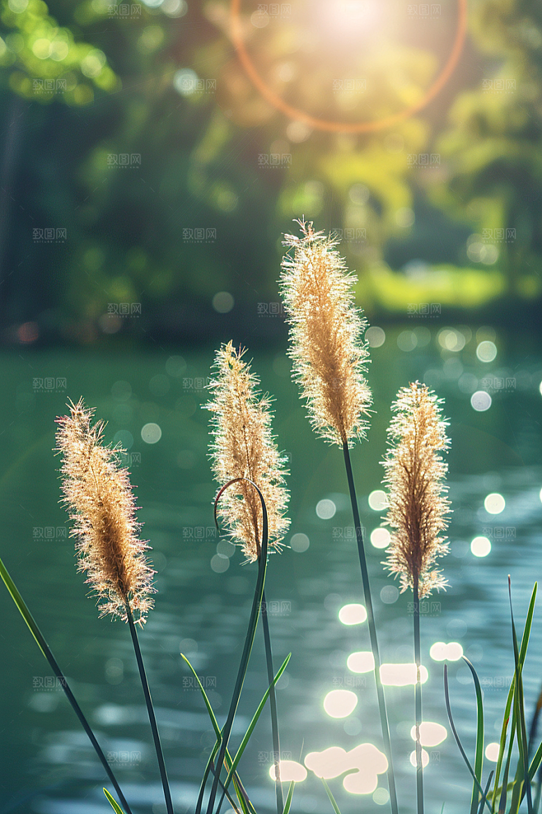 狗尾巴草广阔自然摄影图