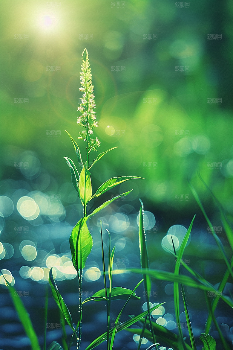 狗尾巴草夏季绿草摄影图