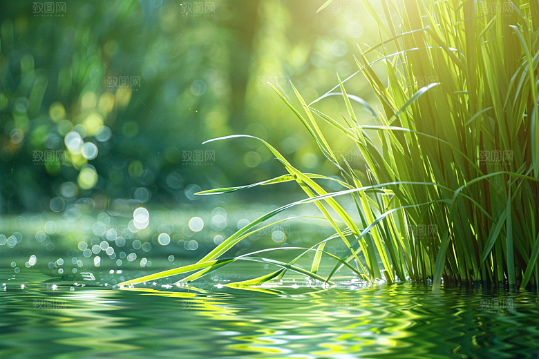 狗尾巴草绿草夏季摄影图
