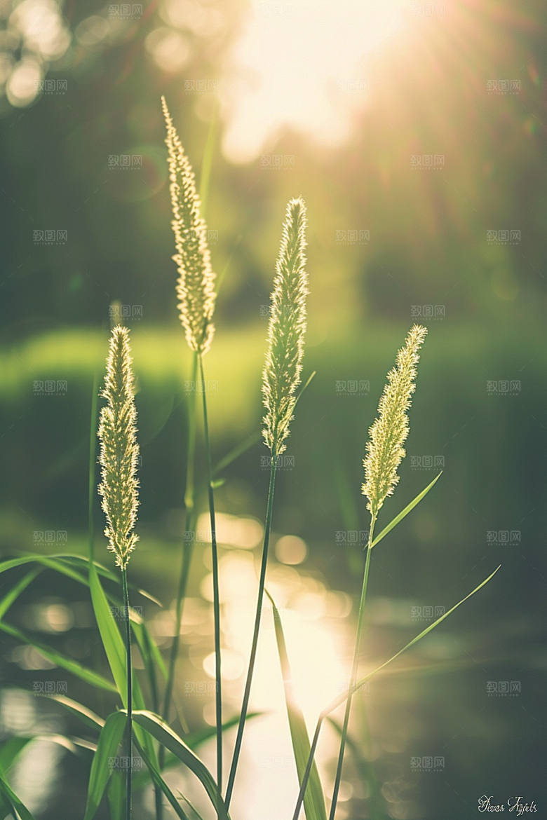 狗尾巴草田野草场摄影图