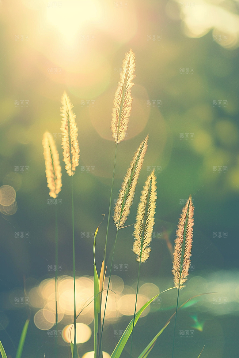 狗尾巴草夏天草地摄影图
