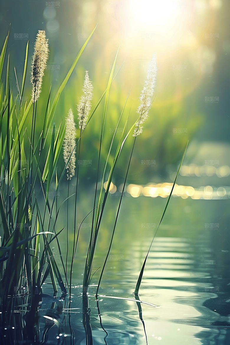 狗尾巴草绿色夏季摄影图