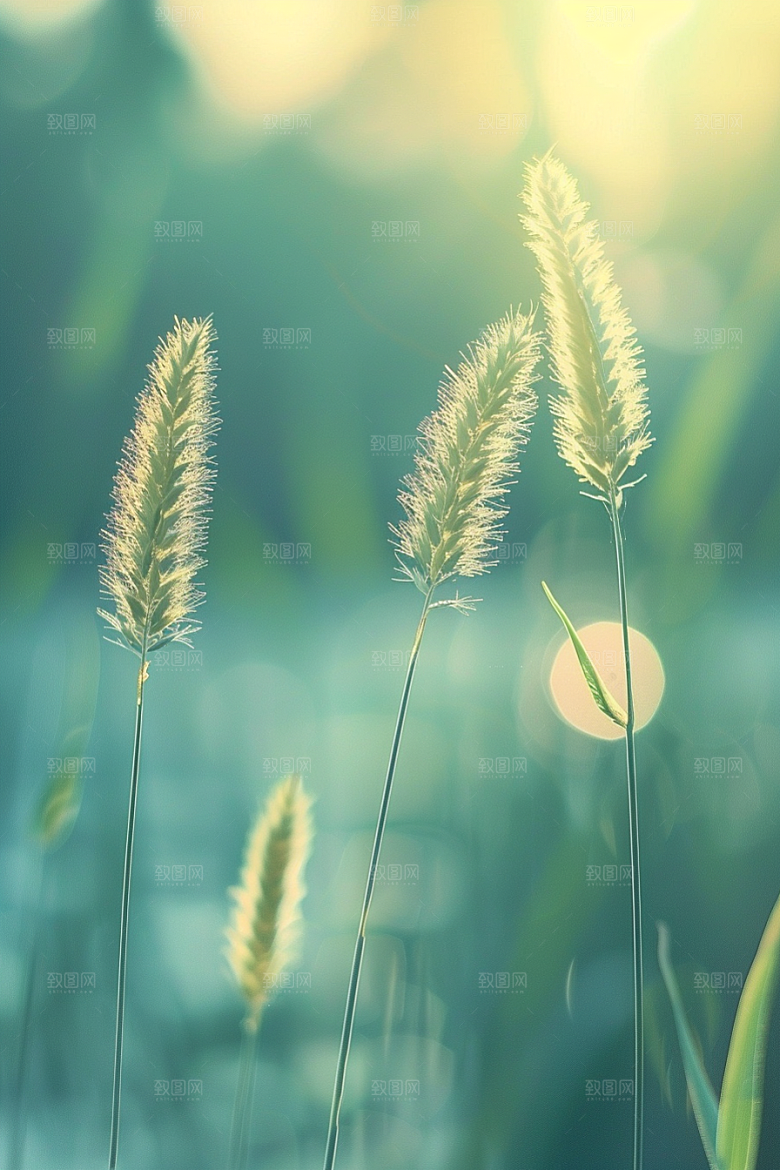 狗尾巴草自然草场摄影图