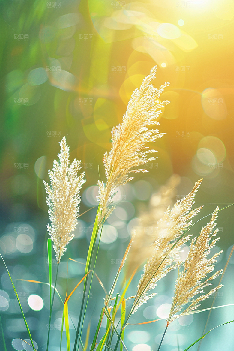 狗尾巴草绿草夏天摄影图