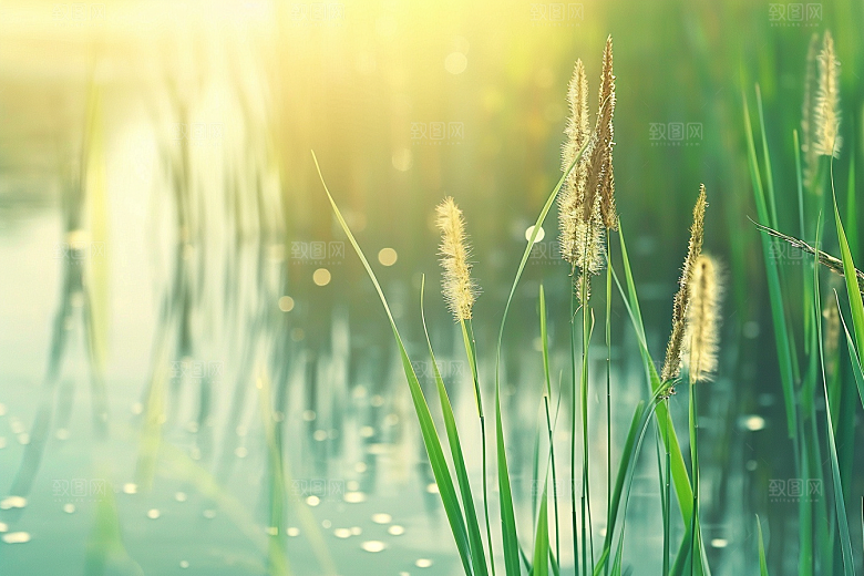 狗尾巴草自然绿草摄影图