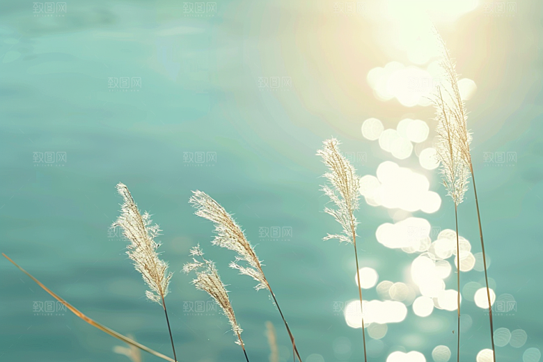 狗尾巴草夏天高清摄影图
