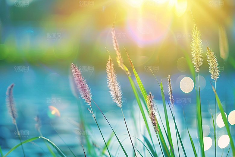 狗尾巴草夏天草地摄影图