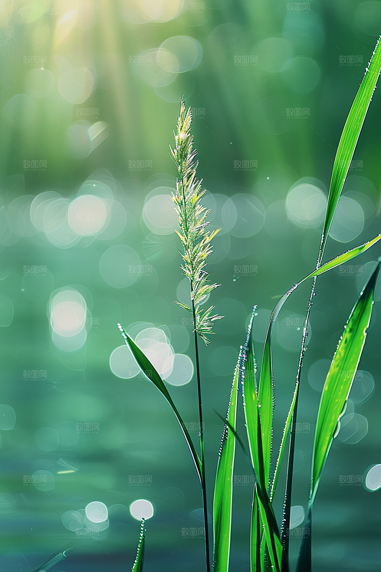 狗尾巴草草原夏季摄影图