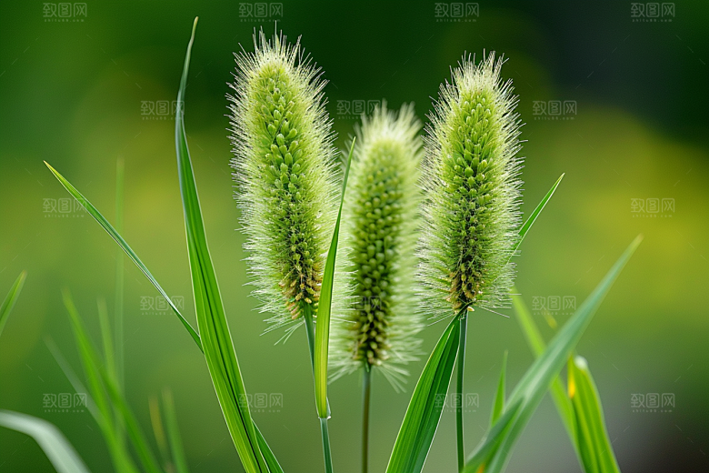 狗尾巴草广阔绿草摄影图