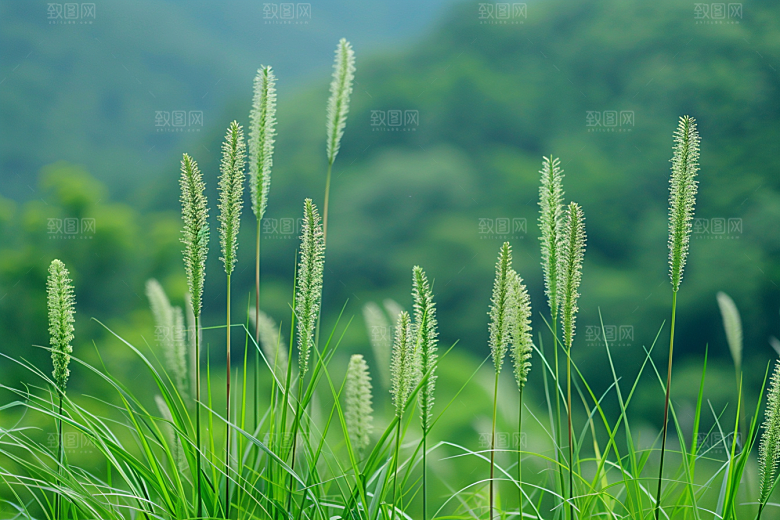 狗尾巴草高清夏季摄影图