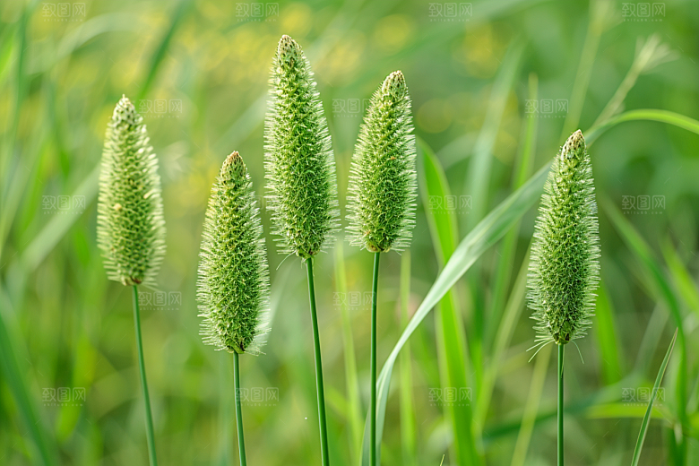 狗尾巴草草场夏天摄影图