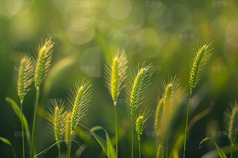 狗尾巴草夏天草原摄影图
