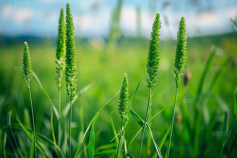 狗尾巴草田野草场摄影图