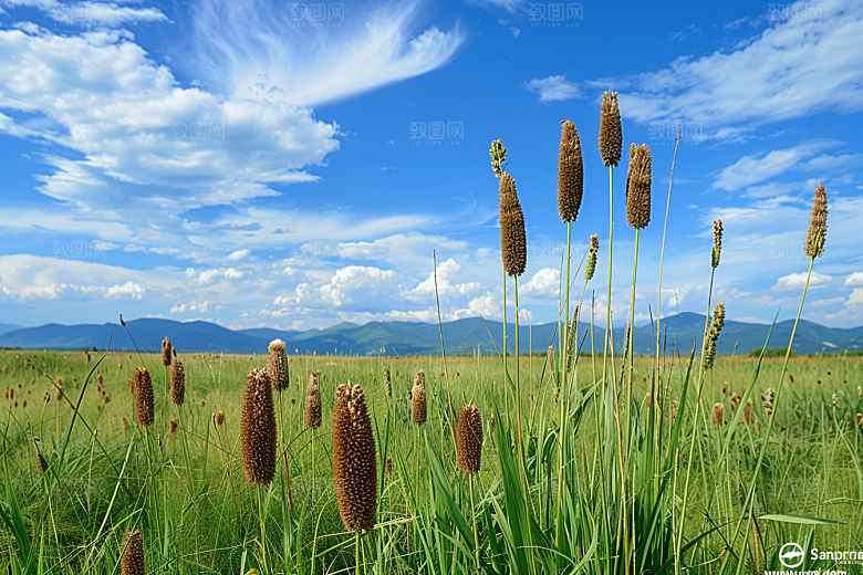 狗尾巴草清新夏天摄影图