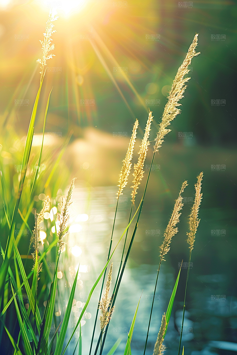 狗尾巴草广阔夏季摄影图