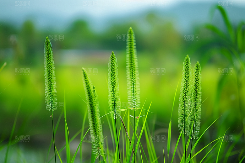 狗尾巴草清新草场摄影图