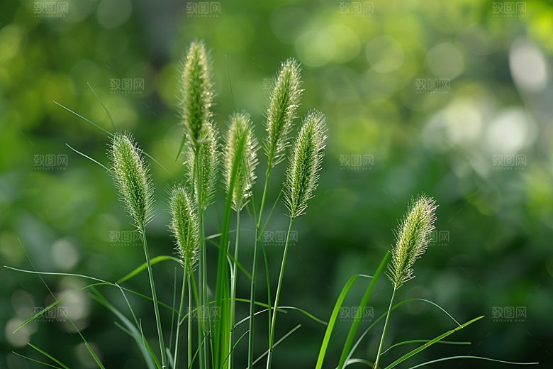 狗尾巴草田野自然摄影图