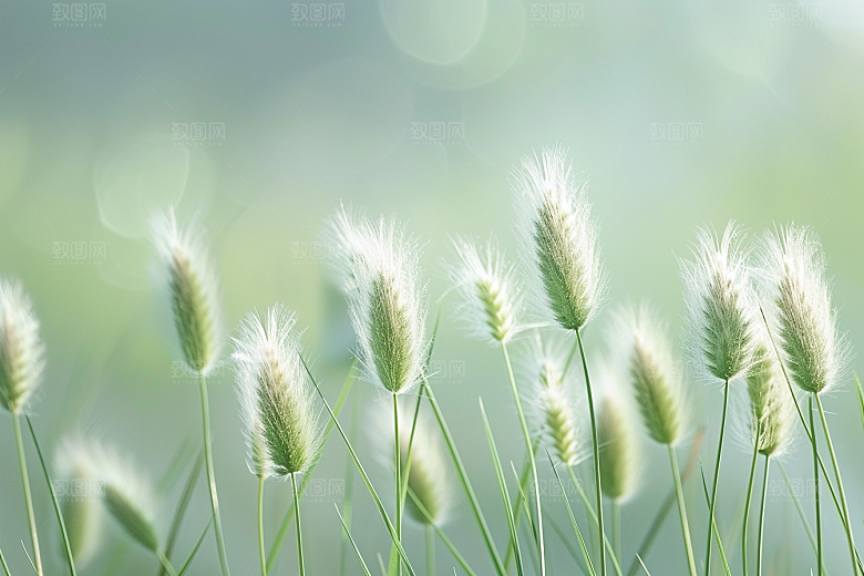 狗尾巴草草原草场摄影图
