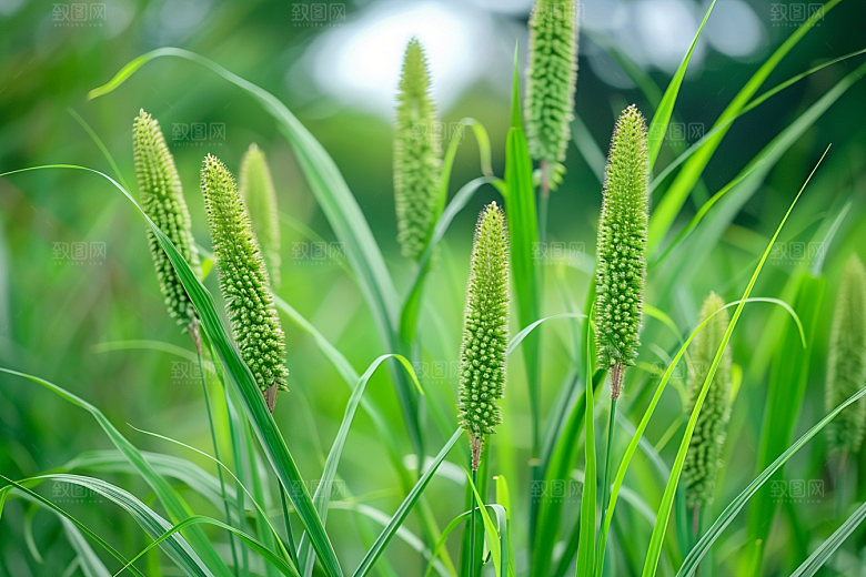 狗尾巴草草场夏季摄影图