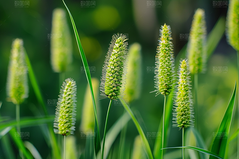 狗尾巴草绿草草场摄影图