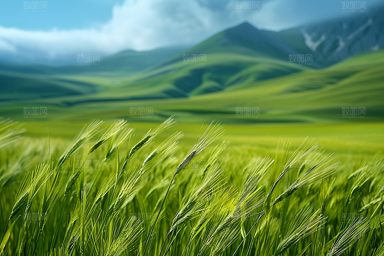 狗尾巴草夏季草场摄影图