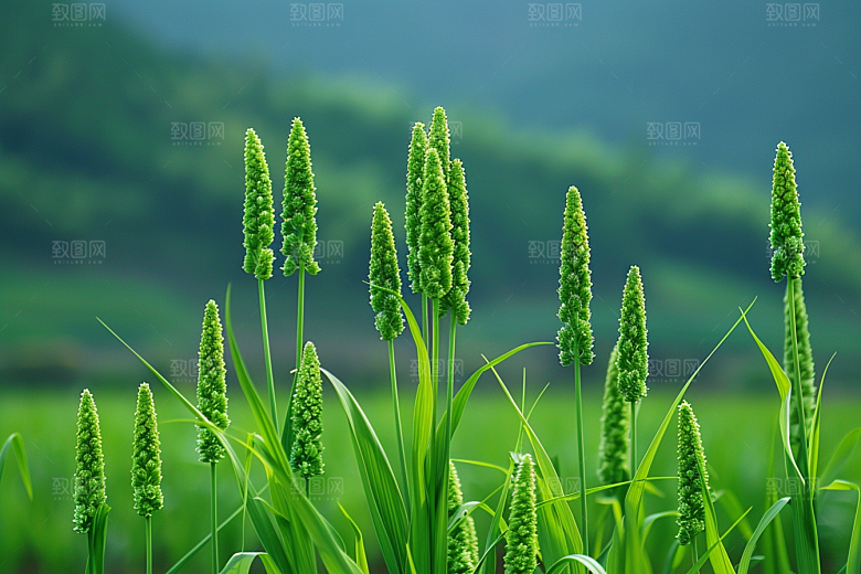 狗尾巴草蓝天白玉绿色摄影图