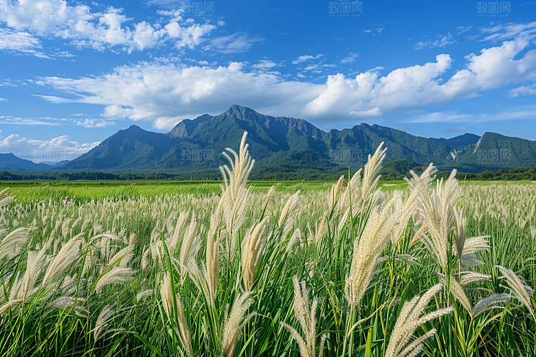 狗尾巴草高清夏天摄影图