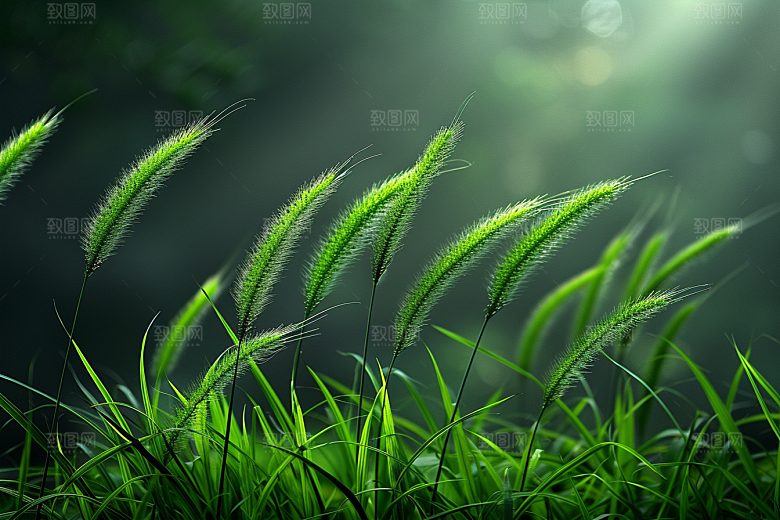 狗尾巴草夏季自然摄影图
