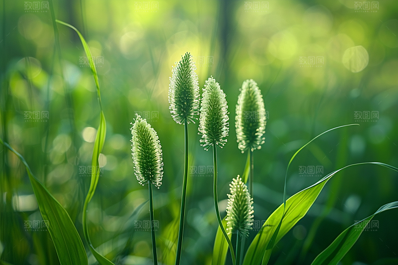 狗尾巴草高清绿草摄影图