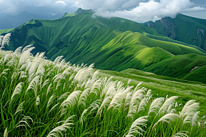 狗尾巴草绿草草场摄影图