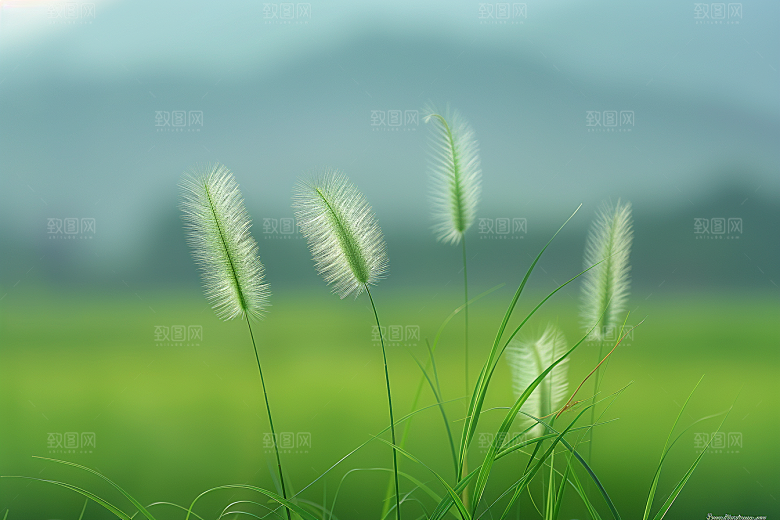 狗尾巴草草原田野摄影图