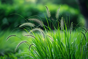 狗尾巴草夏天广阔摄影图