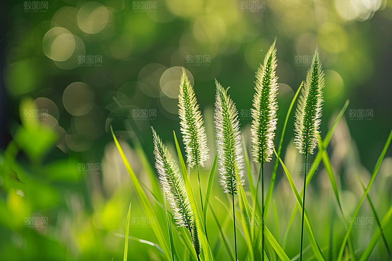 狗尾巴草青草夏天摄影图