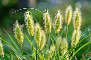 狗尾巴草绿色夏季摄影图