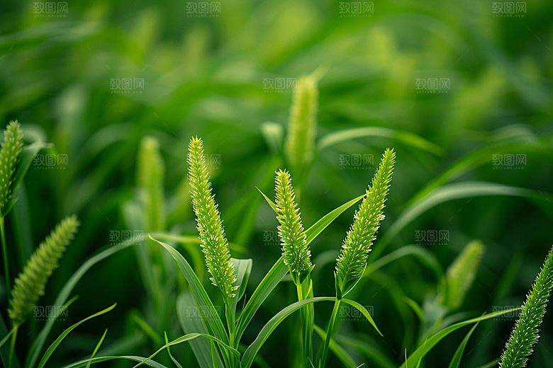 狗尾巴草田野草场摄影图