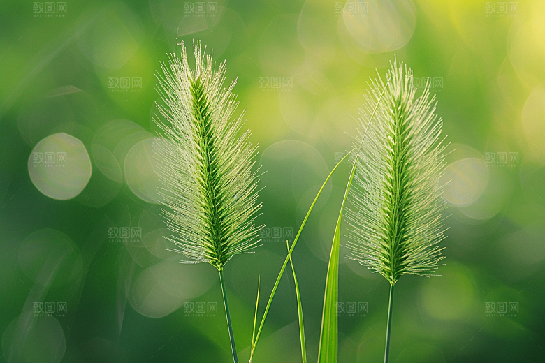 狗尾巴草绿草草地摄影图