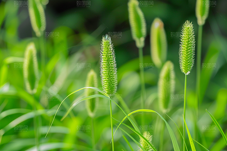 狗尾巴草绿色草原摄影图