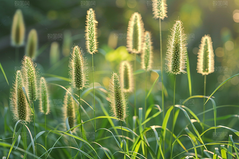 狗尾巴草草原夏天摄影图