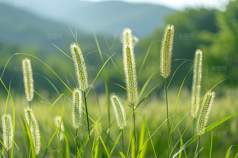 狗尾巴草草场夏季摄影图