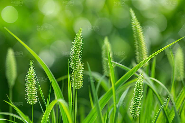 狗尾巴草夏季草原摄影图