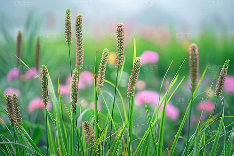 狗尾巴草广阔草原摄影图