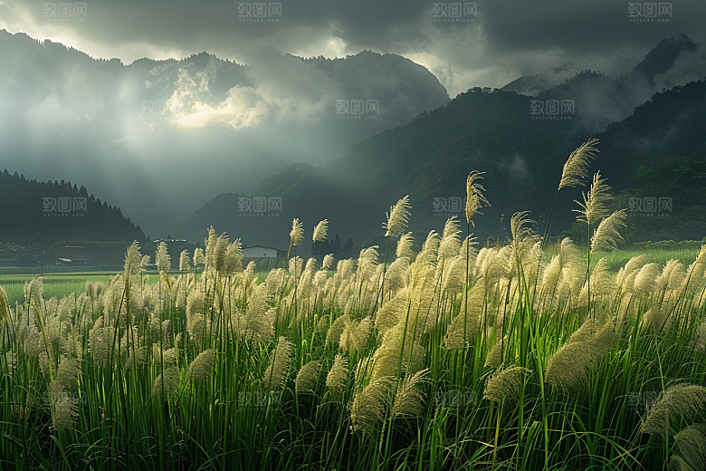 狗尾巴草夏季清新摄影图