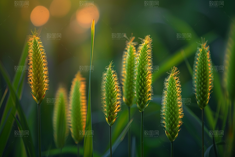 狗尾巴草青草夏季摄影图