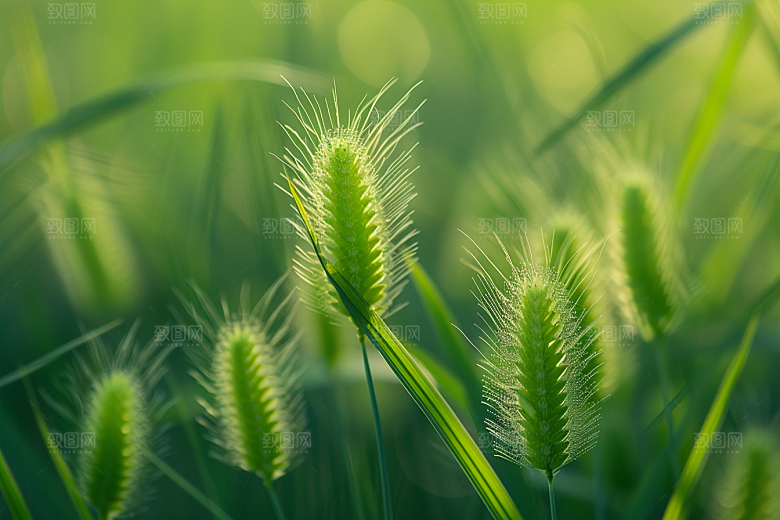 狗尾巴草广阔青草摄影图