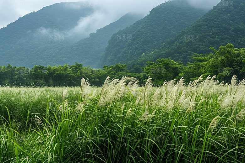 狗尾巴草夏天广阔摄影图
