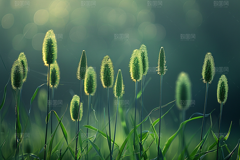狗尾巴草草地田野摄影图