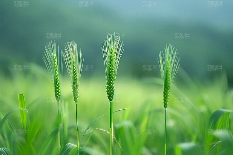 狗尾巴草蓝天白玉绿草摄影图