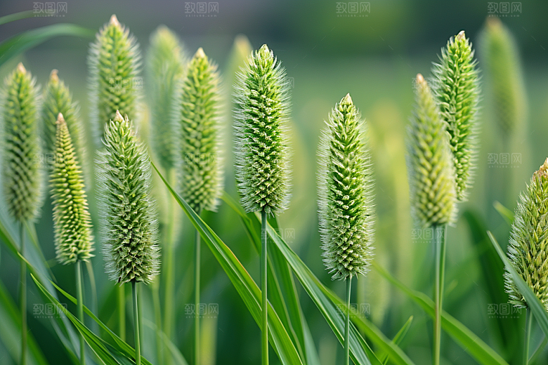 狗尾巴草夏季夏天摄影图