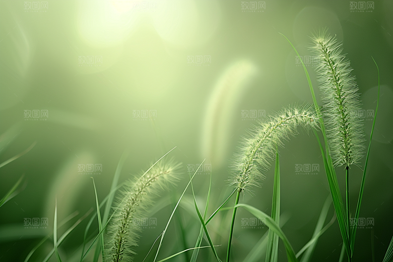 狗尾巴草广阔高清摄影图